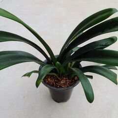 【観葉植物】オレンジ色の君子蘭（クンシラン）