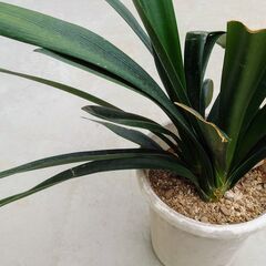 【観葉植物】オレンジ色の君子蘭（クンシラン）