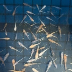 ミックス　メダカ　MIX  めだかの画像