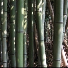 竹