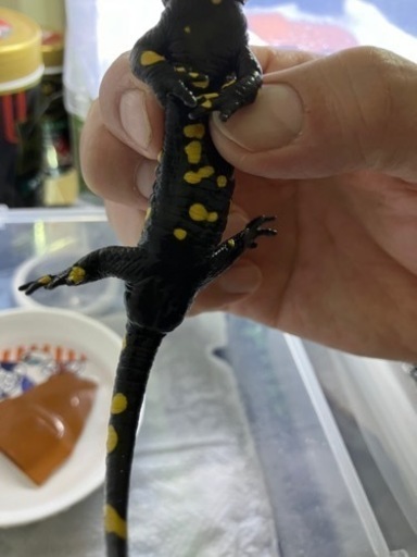 マダラファイアサラマンダー3匹　人工飼料移行完了個体　成体　イモリウム飼育可能