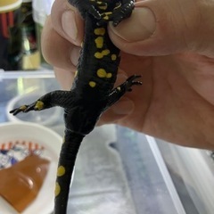 マダラファイアサラマンダー3匹 人工飼料移行完了個体 成体 イモリウム