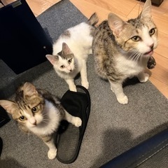 3ニャンズ
