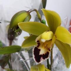 今期花終了 シンビジウム 里山