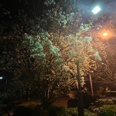 初めまして🌸