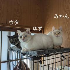 保護猫 里親募集