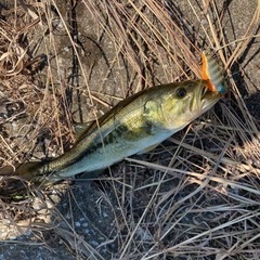 釣り仲間募集