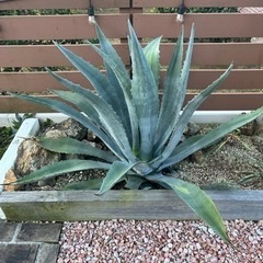 アガベ　アメリカーナ　ロックガーデン　植物　ガーデニング　ユッカの画像