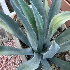 アガベ　アメリカーナ　ロックガーデン　植物　ガーデニング　ユッカの画像