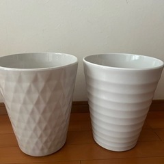 【お譲り先決定】胡蝶蘭の鉢植えの画像