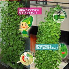 半額 グリーンカーテン:生活雑貨 家庭用品 ガーデニング