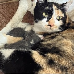 相談中！ミケママとグレーのハチワレちゃん一緒に飼ってくださる方