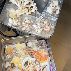 貝殻　サンゴ　手芸・工作などにの画像