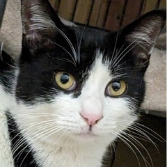 置き去りにされた猫？