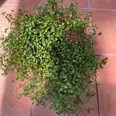 ワイヤープランツの画像