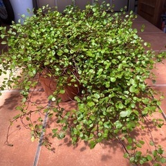 ワイヤープランツ