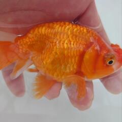 😍激カワ🐟花房らんちゅう　ボンボン花房が可愛いです😍😍約１０センチ前後　 安心現物個体　№07の画像