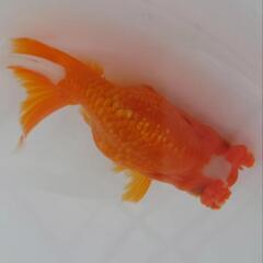 😍激カワ🐟花房らんちゅう　ボンボン花房が可愛いです😍😍約１０センチ前後　 安心現物個体　№07の画像