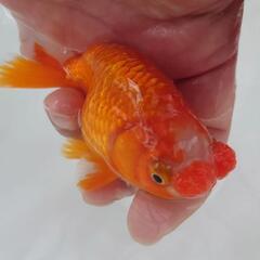 😍激カワ🐟花房らんちゅう　ボンボン花房が可愛いです😍😍約１０センチ前後　 安心現物個体　№07の画像