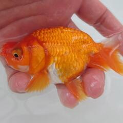 😍激カワ🐟花房らんちゅう　ボンボン花房が可愛いです😍😍約１０センチ前後　 安心現物個体　№07の画像