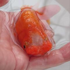 😍激カワ🐟花房らんちゅう　ボンボン花房が可愛いです😍😍約１０セン...