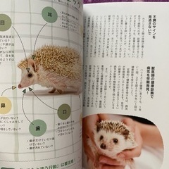 ハリネズミの本の画像