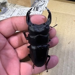 能勢YG・能勢SR血統・七ヶ宿産オオクワガタ譲ります。の画像