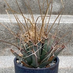 レウクテンベルキア　晃山