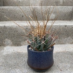 レウクテンベルキア　晃山の画像