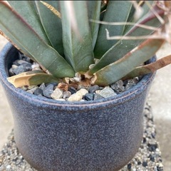 レウクテンベルキア　晃山の画像