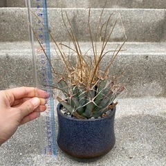 レウクテンベルキア　晃山の画像