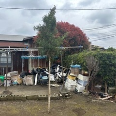 細葉の木