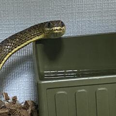 爬虫類友達 - メンバー募集