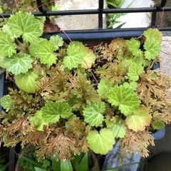 盆栽　雪の下　シダ　園芸　植木鉢　ガーデニングの画像