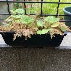盆栽　雪の下　シダ　園芸　植木鉢　ガーデニングの画像