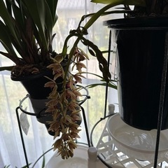 ニホンミツバチ誘引蘭　　　キンリョウヘン、ミスマフェットの画像