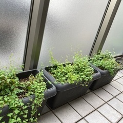 生活雑貨 家庭用品 ガーデニング