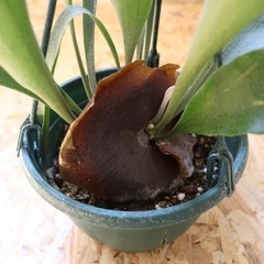 【現物】観葉植物 コウモリラン ビカクシダ 吊り 5号の画像