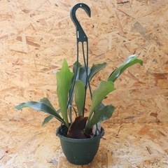 【現物】観葉植物 コウモリラン ビカクシダ 吊り 5号