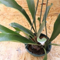 【現物】観葉植物 コウモリラン ビカクシダ 吊り 5号の画像