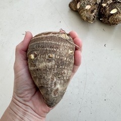 里芋の種芋　の画像