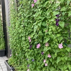 生活雑貨 家庭用品 ガーデニングの画像