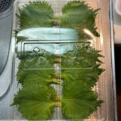 決まりました)大葉