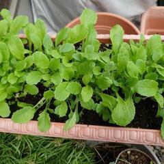 ムスカリ球根、菊芋苗、小松菜苗、よもぎの画像