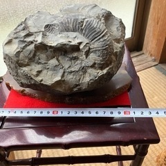 アンモナイトの化石