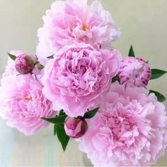 【芍薬】サラベル3本セットの画像