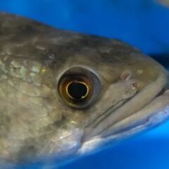 熱帯魚　Bigフラワートーマンの画像