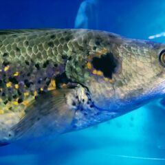 熱帯魚　Bigフラワートーマンの画像