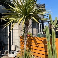 ニオイシュロラン その他の中古が安い！激安で譲ります・無料で