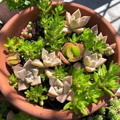 多肉植物